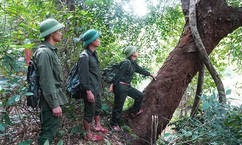 Kết hợp phát triển kinh tế và bảo vệ tài nguyên rừng