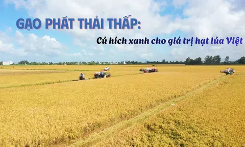 [Emagazine] Gạo phát thải thấp: Cú hích xanh cho giá trị hạt lúa Việt