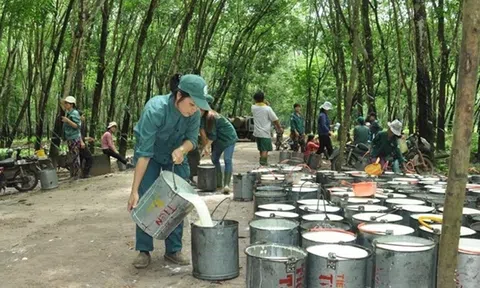 Ngành cao su tìm đà tăng trưởng mới trong năm 2025