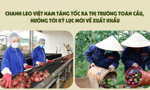 [eMagazine] Chanh leo Việt Nam tăng tốc ra thị trường toàn cầu, hướng tới kỷ lục mới về xuất khẩu