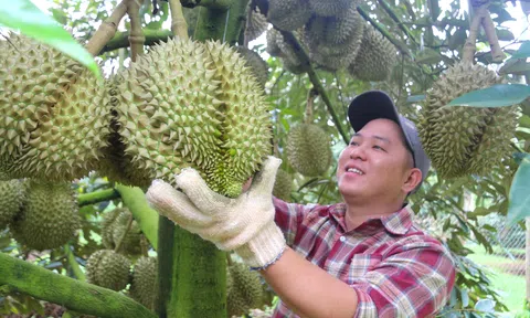 Một địa phương ở Đắk Lắk nỗ lực chuẩn hóa vùng trồng sầu riêng, hướng đến xuất khẩu bền vững