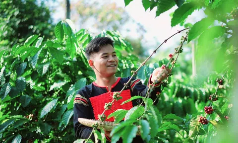 Chàng trai Ê Đê và khát vọng đưa hạt cà phê của buôn làng vươn ra thế giới