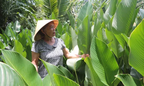 Người phụ nữ 65 tuổi “hái ra tiền” nhờ trồng đủ loại lá trên mảnh đất chưa đầy 1 sào