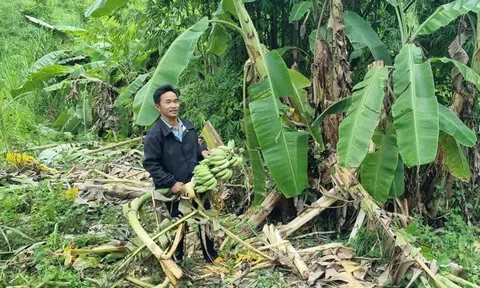Đề xuất lập tổ phản ứng nhanh bảo vệ voi hoang dã, phòng ngừa xung đột voi – người