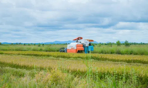 Lúa hữu cơ thắp xanh vùng biên giới Ia Lốp