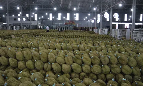 Gần 2.000 container sầu riêng ùn ứ, Hiệp hội Sầu riêng Đắk Lắk ban hành kiến nghị khẩn