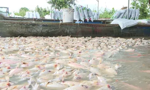 Nhiều người nuôi trồng thủy sản lao đao sau bão số 13