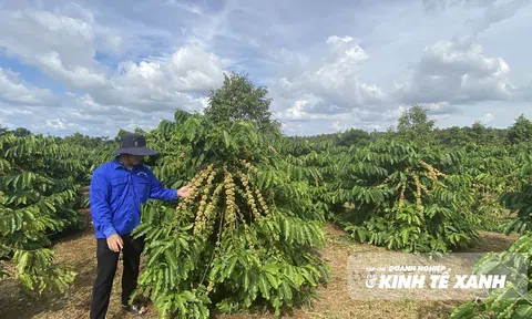 Lâm Đồng: Tái canh cây cà phê – Thay đổi để phát triển bền vững