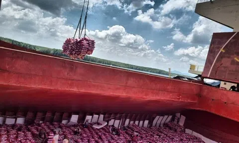 Lần đầu tiên trong lịch sử dự thầu Bulog, không một doanh nghiệp Việt Nam nào thắng thầu, điều gì đang xảy ra?