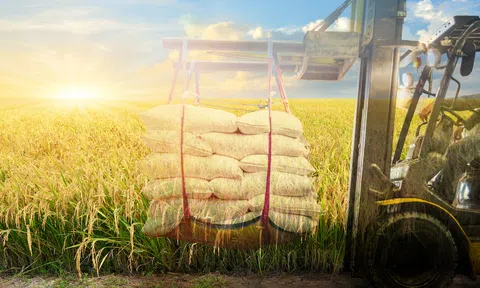 Doanh nghiệp ngành gạo đón "trợ lực" từ BAC A BANK