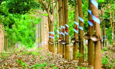 Hoa Kỳ tăng nhập khẩu cao su từ Việt Nam