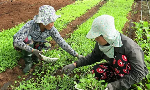 Không để tình trạng doanh nghiệp thiếu, nông dân thừa nông sản