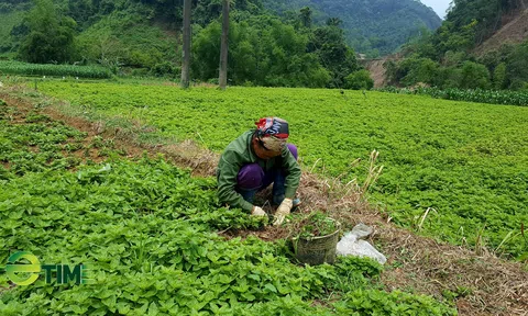 Kết nối tiêu thụ sản phẩm thạch đen tỉnh Lạng Sơn năm 2021