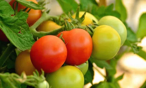 Khẳng định thương hiệu từ nông sản sạch