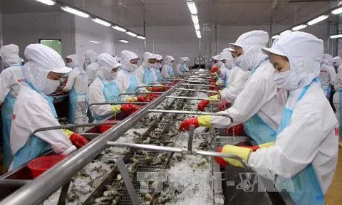 Cơ hội để doanh nghiệp ngành tôm phục hồi chuỗi sản xuất