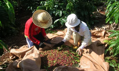 Khắc phục thiếu hụt nhân công thu hoạch cà phê do dịch COVID-19