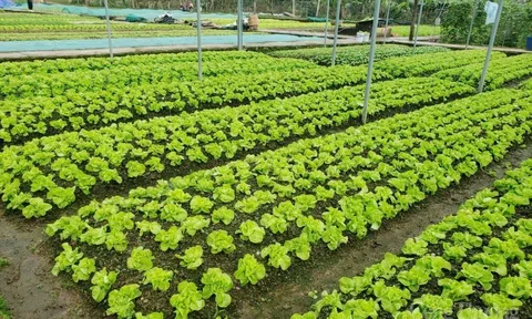 Dịch COVID-19: Phát huy hiệu quả các kênh tiêu thụ nông sản