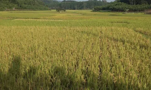 Thanh Hóa: Lúa Mùa đạt năng suất cao nhất từ trước đến nay