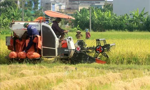 Thị trường nông sản tuần qua: Giá lúa, gạo tăng