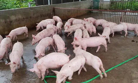 Giá lợn hơi giảm mạnh, người chăn nuôi tỉnh Bà Rịa - Vũng Tàu thua lỗ nặng