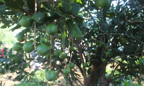 Triển vọng kinh tế từ cây mắc ca ở Điện Biên