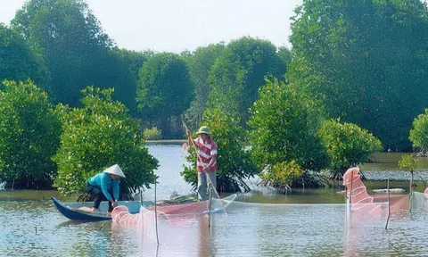 Hiệu quả kinh tế cao từ trồng rừng kết hợp với nuôi tôm, cá