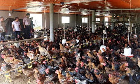 Xây dựng mô hình gia trại chăn nuôi theo phương thức hàng hóa