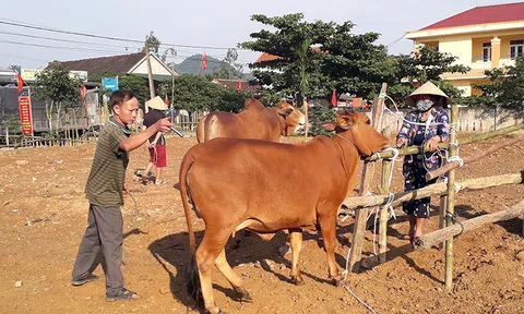 Rà soát tiêm phòng, chống dịch bệnh trên đàn gia súc, gia cầm