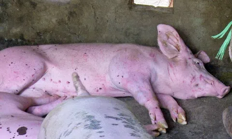 Thanh Hóa khống chế dịch tả lợn châu Phi có nguy cơ lan rộng