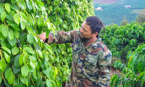 Bình Phước giảm lãi suất cho nông dân trồng tiêu bị thiệt hại