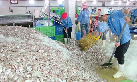 Doanh nghiệp hải sản cam kết chống khai thác IUU