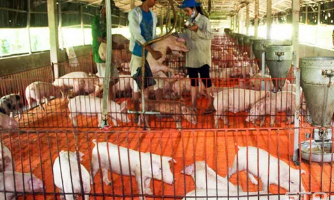 Đảm bảo chăn nuôi an toàn, đáp ứng nhu cầu cho thị trường cuối năm