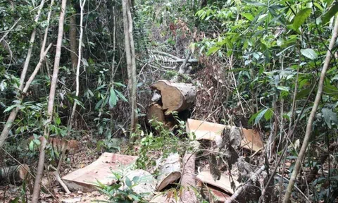 Để mất hơn 300 ha rừng, một doanh nghiệp bị thu hồi dự án nông lâm nghiệp