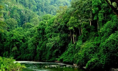 Nâng cao thương hiệu chứng chỉ rừng Việt Nam trên thị trường quốc tế