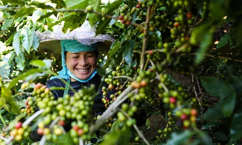 Nâng tầm giá trị thương hiệu sản phẩm tiêu chuẩn OCOP