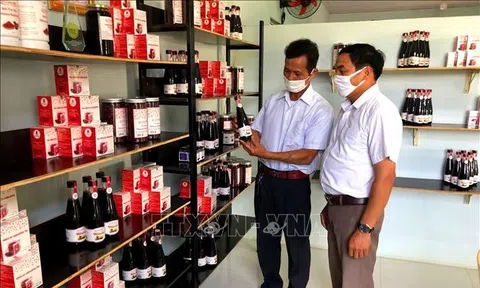 Triển vọng phát triển kinh tế từ cây atiso đỏ