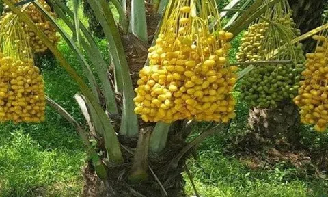 Tây Nguyên xác định cây ăn quả chủ lực, có lợi thế phát triển