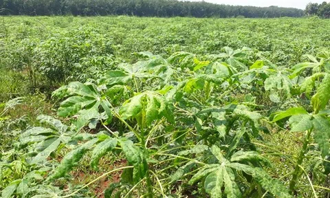 Hàng nghìn ha sắn tại Bà Rịa-Vũng Tàu bị nhiễm bệnh khảm lá