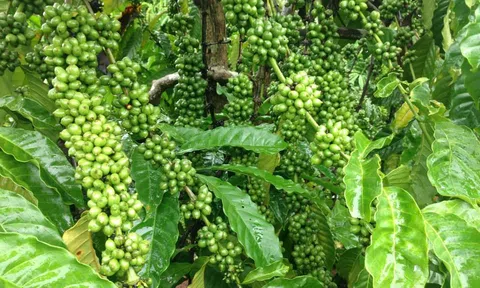 Năm 2021, các tỉnh Tây Nguyên tái canh, cải tạo được gần 14.900 ha cà phê