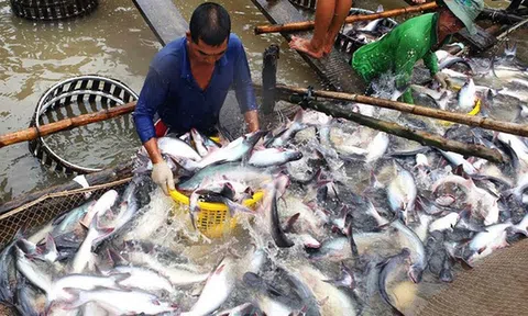 An Giang phát triển thủy sản trở thành ngành kinh tế chủ lực