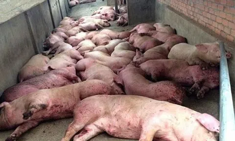 Khẩn trương khống chế, xử lý các ổ dịch trên đàn gia súc