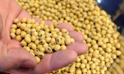 Nhập khẩu đậu tương của Trung Quốc chạm mức thấp nhất kể từ tháng 3/2020