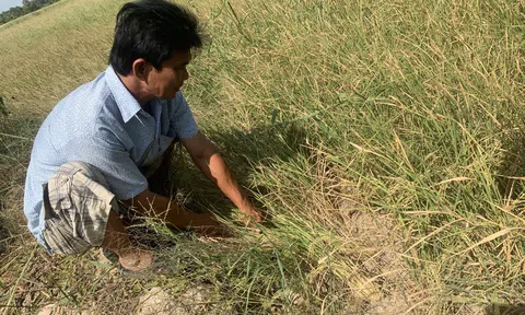 Kiên Giang ứng phó với nguy cơ hạn, xâm nhập mặn trong mùa khô 2021 - 2022