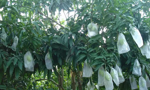 Hơn 5.000 ha xoài Đồng Tháp được cấp mã vùng để xuất khẩu