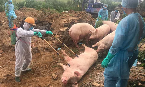 Dịch tả lợn châu Phi có chiều hướng lây lan rộng tại Quảng trị