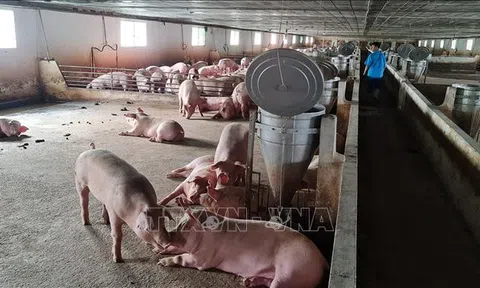 Người nuôi lợn tại Bạc Liêu còn dè dặt khi tái đàn