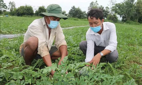 Trà Vinh giá dưa hấu tăng 3.000 - 4.000 đồng/kg so với vụ trước