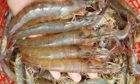 Giá tôm nguyên liệu tăng trở lại, người dân tích cực thả giống