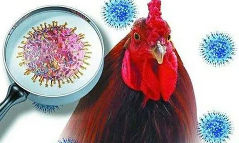 Bỉ nỗ lực ngăn chặn nguy cơ lây nhiễm virus H5N1 cho gia cầm