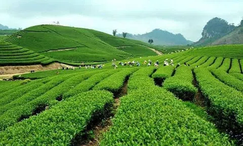 Việt Nam thúc đẩy nông nghiệp xanh thích ứng với bối cảnh mới